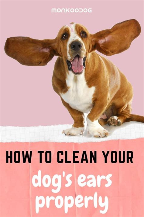 Wondering how to clean ears at home? Do you clean your dogs ears properly? Learn why you should ...