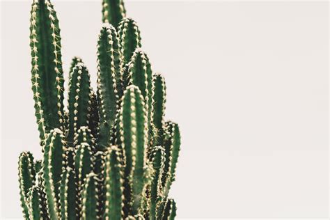 During even light rains, these plants soak up as much water as they can hold, storing the water in large storage areas in roots, leaves, or plant stems. Cactus 101 | Living Color Garden Center