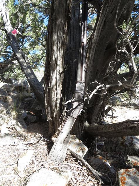 133 Year Old Rifle Found Leaning Against Tree In Great