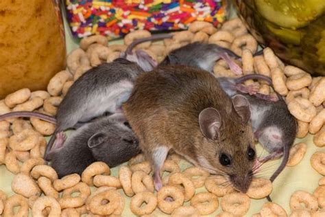 Simple Tricks To Catch Mice In The House Mouse Control