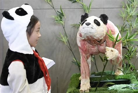 Female Panda Is Turned Into Plastic For Museum Display Cn