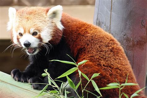 Hd Wallpaper Animal Red Panda Wallpaper Flare