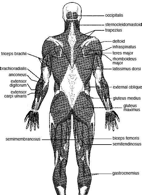 Names Of Human Muscles With Illustration Learn All Muscles With