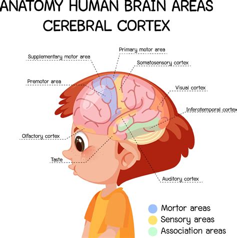 Anatomy Human Brain Areas Cerebral Cortex With Label Vector Art