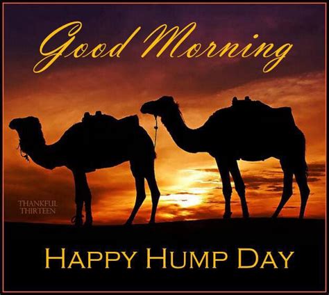 Good Morning Happy Hump Day Camels Pictures Photos And Images For
