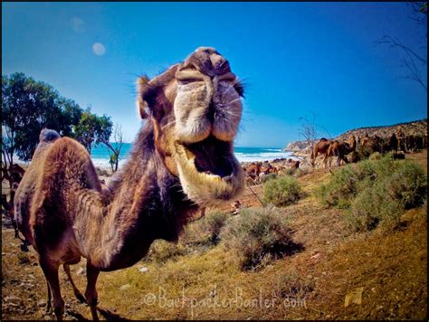 Travel Photo Of The Week Moroccan Camels Backpacker Banter