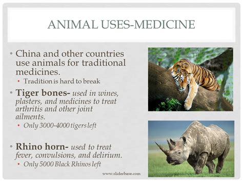 In laboratory for experimental and research purpose, the researcher grow cells under certain specific conditions. Animal Uses Part 2 - Presentation Plants, Animals, and ...