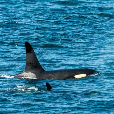 Help Our Southern Residents The Orcas