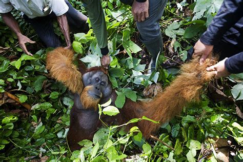 The tropical rainforest animals (fauna) live in different layers (strata) of the jungles. Loss of Biodiversity | Deforestation Throughout Indonesia