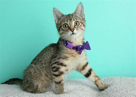 Brown Tabby Kitten Cat Wearing Purple Bow Tie Sitting Down Photograph