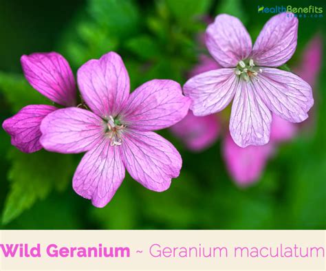 Wild Geranium Facts And Health Benefits