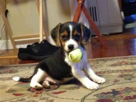 Beagle /pug puggle charlie is only thirty four pounds and a few years old approximately charlie is as sweet as. Beagle Puppies Jacksonville Fl | PETSIDI