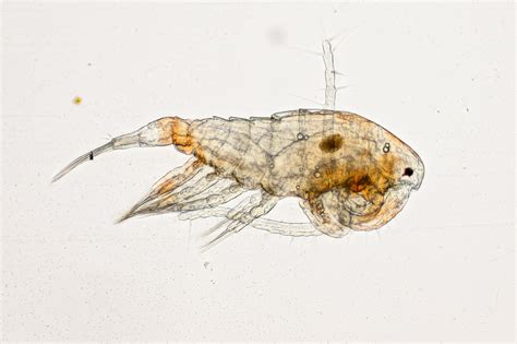 Cyclopoida The Microscopic Life Of Shetland Lochs