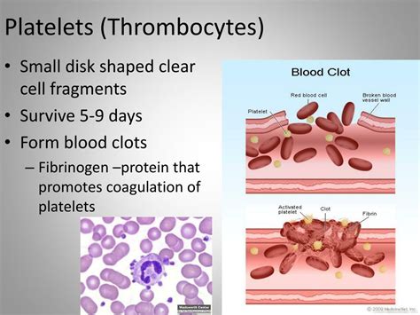 Ppt Blood Function Powerpoint Presentation Free Download Id2960720