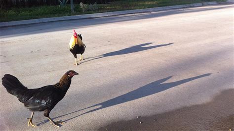 Feral Chickens Rule The Roost In Texas Town
