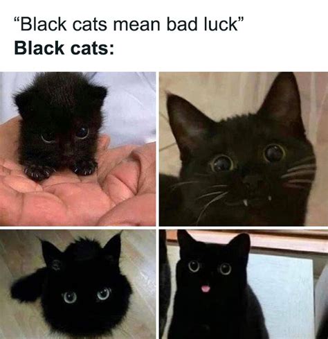 ‘cats On Catnip 50 Funny And Relatable Cat Memes We Loved A Lot