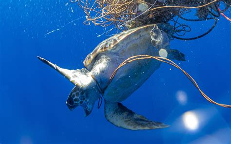 Shocking Photos Show Loggerhead Sea Turtle Stuck In Dumped Fishing Net