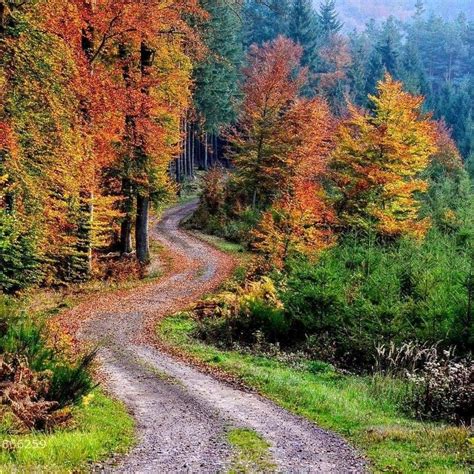 Idea By Becky Cagwin On Roads Towhere Forest Road Landscape