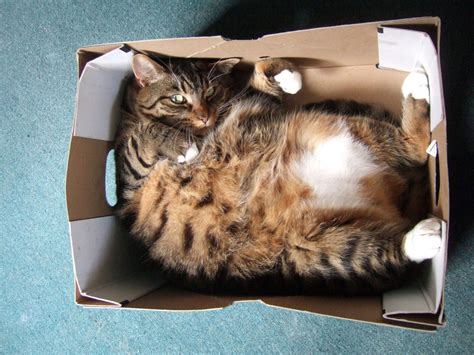 what s up with that why do cats love boxes so much wired