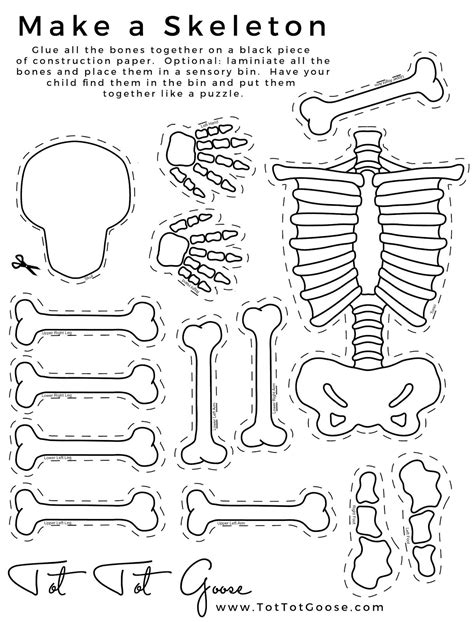 Human Skeleton Cut Out Printable Printable Templates