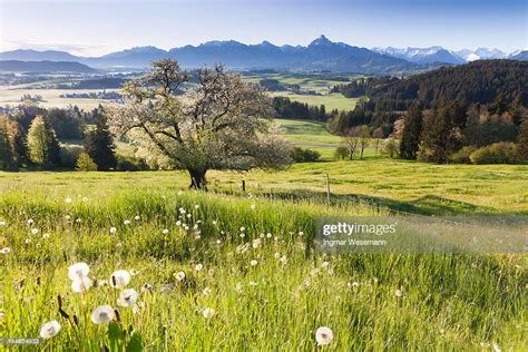 Blooming Apple Tree In A Meadow Bavaria Germany High Res Stock Photo