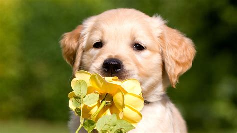 Retriever Puppy Petals Hd Animals 4k Wallpapers Images Backgrounds