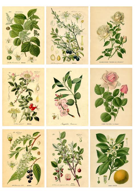 Six Different Types Of Flowers And Leaves