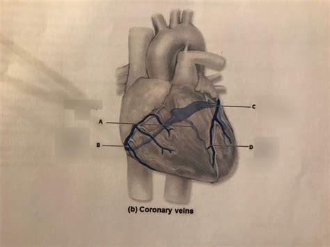 Coronary Veins Diagram Quizlet
