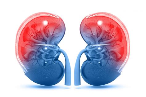 Kidneys Structure Function And Diseases