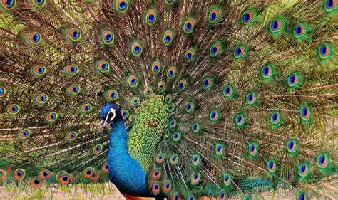 Beautiful Peacock In Wildpark Poing Free Image Download