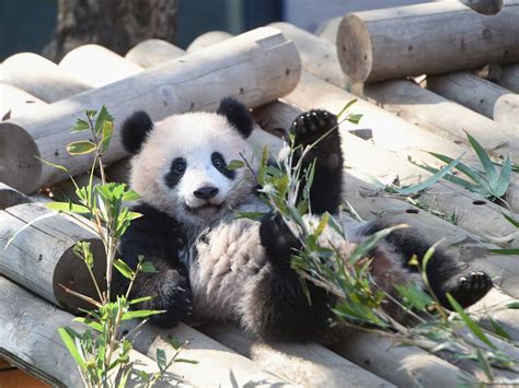 Best Zoos And Aquariums In Tokyo Panda Bear Panda Baby Panda Bears