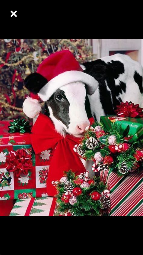 Pin By Joyce Hamidou On Cows Cute Cows Cute Baby Cow Christmas Animals