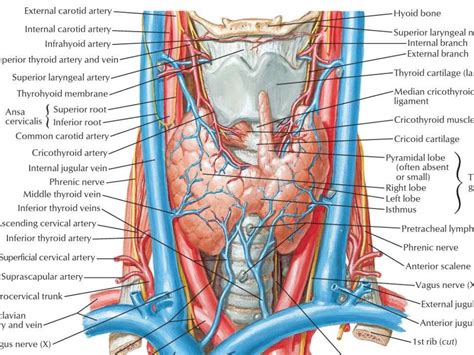 Thyroid Gland Surgical Anatomy