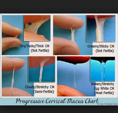 Cervical Mucus Chart Pic Glow Community