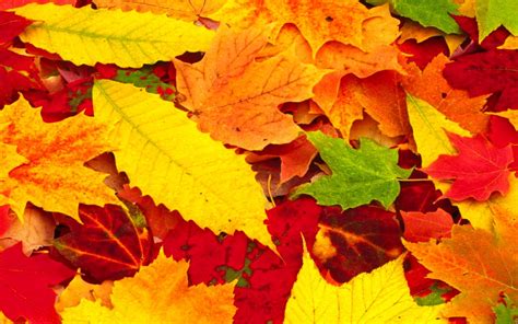 Free Download Beautiful Wallpapers For Desktop Red Autumn Leaves