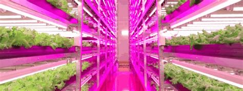 Ge Lighting Horticultural Led Lights Are Specifically
