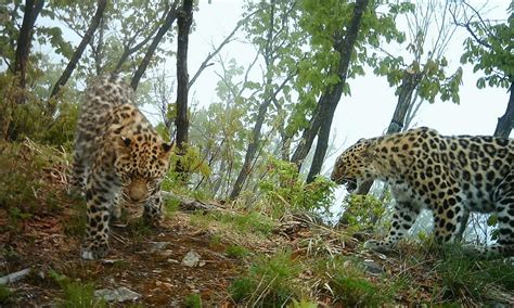 Amur Leopard—worlds Rarest Cat—doubles In Population Stories Wwf