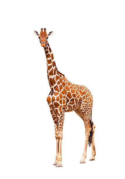 Giraffe Pictures Images And Stock Photos Istock