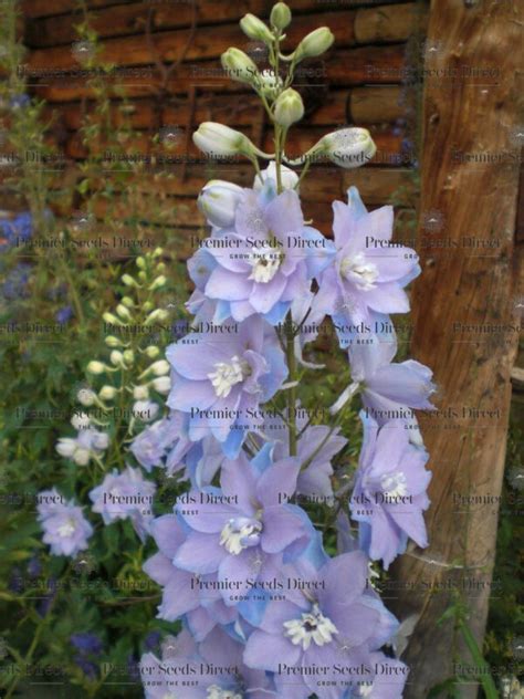 Delphinium Dwarf Magic Fountain Series Sky Blue With White Bee