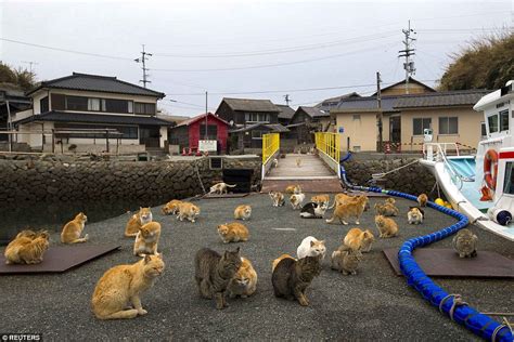 Japans Aoshima Island Cats Outnumber Humans Six To One Daily Mail Online