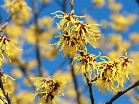 Witch Hazel Bush Care Information On Witch Hazel Growing Requirements