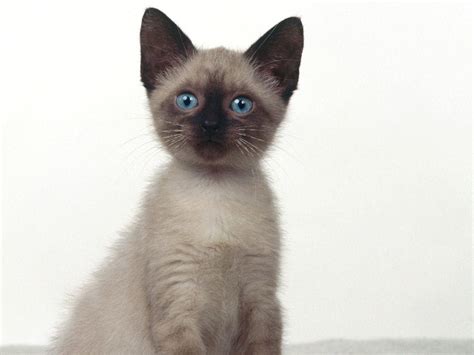 Lovable, tca registered kittens in 4 colors. Siamese Kitten Wallpapers - Wallpaper Cave