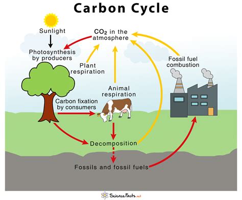 Carbon Cycle Definition Human Impacts Importance And Diagram