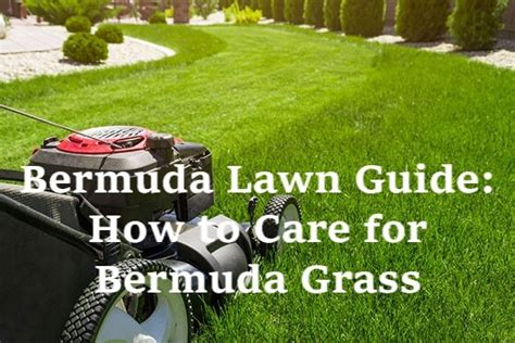 Bermuda Lawn Guide How To Care For Bermuda Grass Smart Dwellers