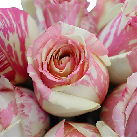 Wholesale Pink And White Fiesta Rose ᐉ Bulk Pink And White Fiesta Rose