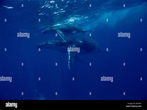 Humpback Whale Megaptera Novaeangliae Mother And Calf Tonga Stock