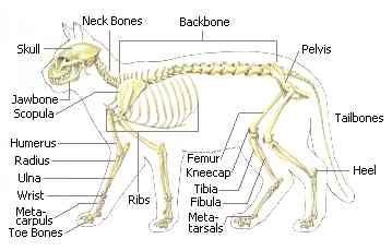 The foot bones shown in this diagram are the talus, navicular, cuneiform, cuboid, metatarsals and calcaneus. cat skeleton diagram labeled - Bing Images | Cat skeleton ...
