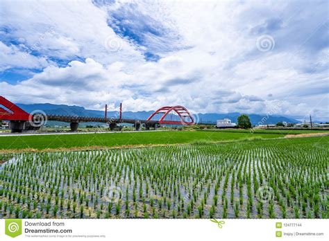 Rural Scenery With Green Paddy Rice Farm In Hualien Taiwan Asia
