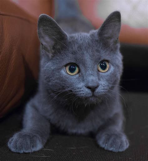 Russian blues or the archangel cats are the medium sized short but dense haired coat cat breed that according to most of the cat books proved to be originated in a small city in russia situated along the banks of river near white. Russian Blue | Russian blue cat personality, Russian blue ...