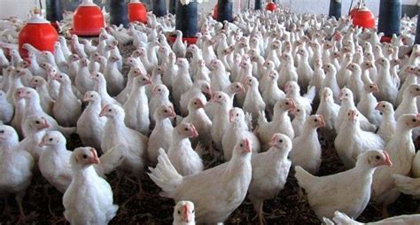 El virus de la gripe aviar vive normalmente en aves acuáticas, de las cuales se puede transmitir a otros huéspedes, como cerdos, aves domésticas y humanos. OMS PIDE PRECAUCIÓN POR CASOS DE GRIPE AVIAR EN RUSIA - Metropoli Hoy